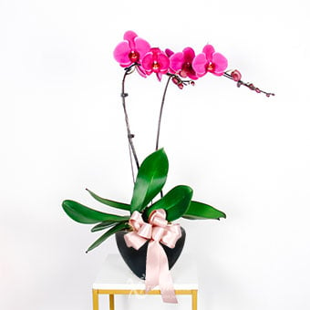  OC2201 Inspiring Blooms (2 Stalks Purple Orchid)