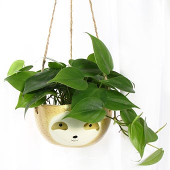 PS2118 Mr Cool Sloth (Philodendron Scandens Plant)
