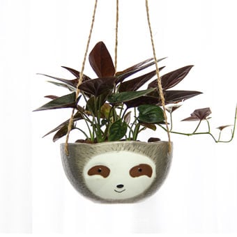 PS2130 A Cupful Mischief Syngonium Chocolate Plant